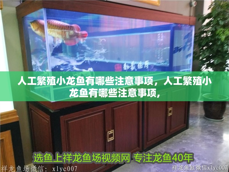 人工繁殖小龍魚有哪些注意事項，人工繁殖小龍魚有哪些注意事項,