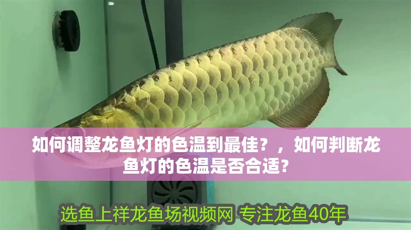 如何調整龍魚燈的色溫到最佳？，如何判斷龍魚燈的色溫是否合適？