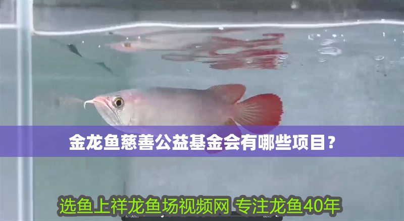 金龍魚慈善公益基金會有哪些項目？