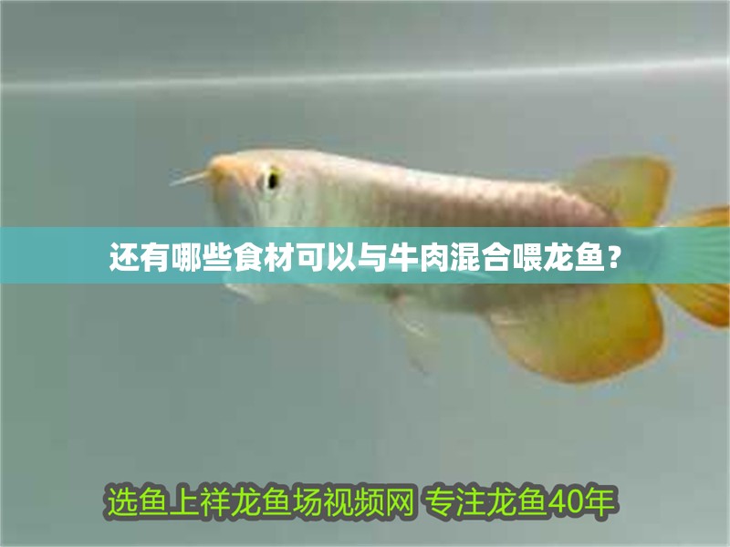 還有哪些食材可以與牛肉混合喂龍魚？