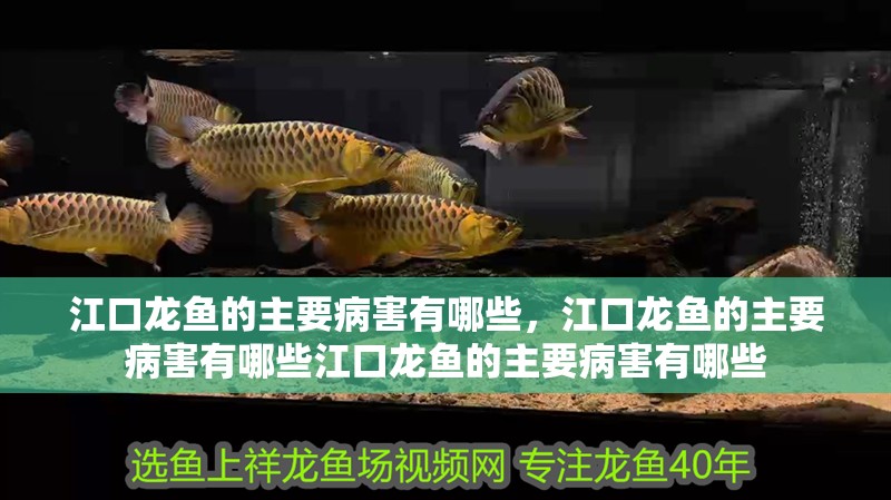 江口龍魚的主要病害有哪些，江口龍魚的主要病害有哪些江口龍魚的主要病害有哪些