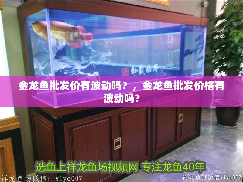 金龍魚批發價有波動嗎？，金龍魚批發價格有波動嗎？