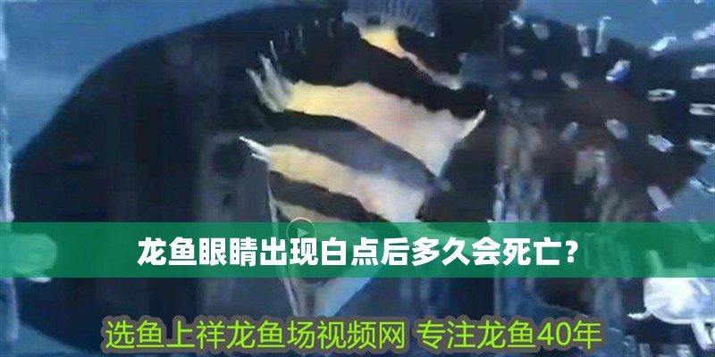 龍魚眼睛出現(xiàn)白點(diǎn)后多久會(huì)死亡？