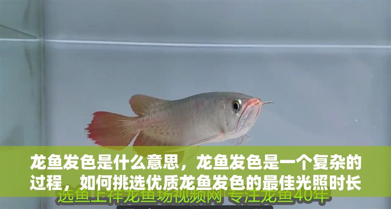 龍魚發色是什么意思，龍魚發色是一個復雜的過程，如何挑選優質龍魚發色的最佳光照時長