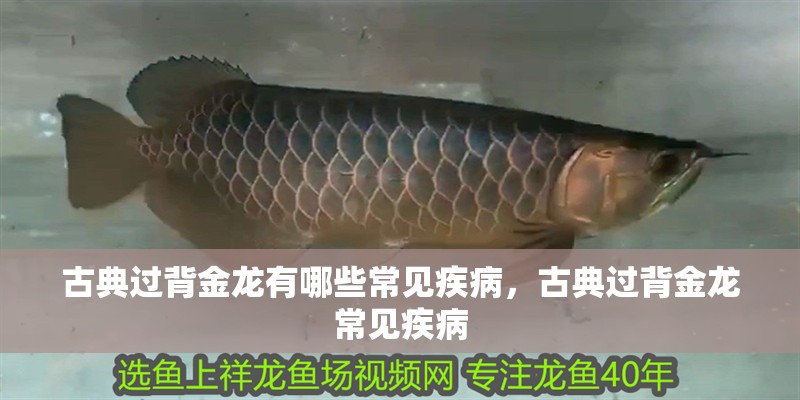 古典過背金龍有哪些常見疾病，古典過背金龍常見疾病