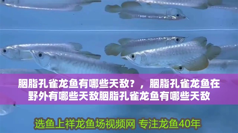胭脂孔雀龍魚(yú)有哪些天敵？，胭脂孔雀龍魚(yú)在野外有哪些天敵胭脂孔雀龍魚(yú)有哪些天敵