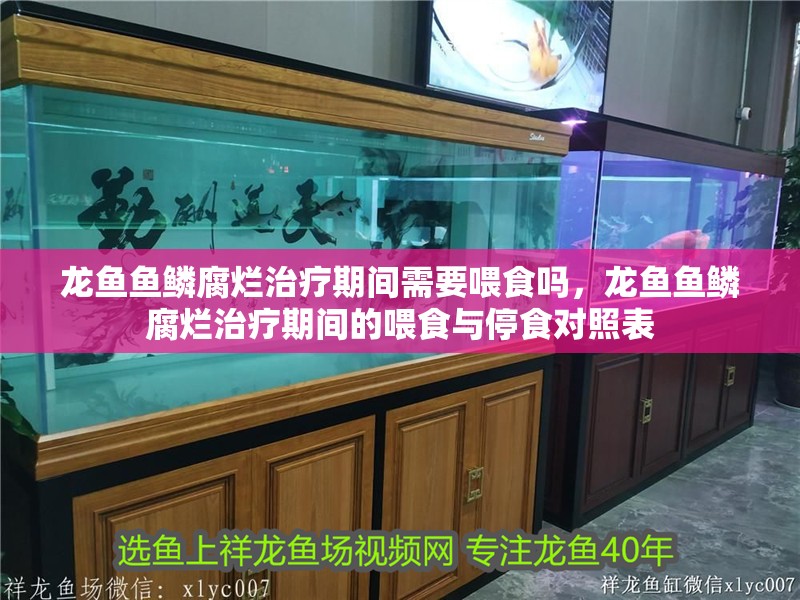 龍魚魚鱗腐爛治療期間需要喂食嗎，龍魚魚鱗腐爛治療期間的喂食與停食對照表