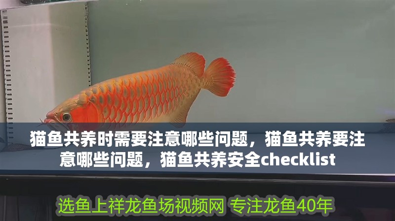 貓魚共養(yǎng)時(shí)需要注意哪些問題，貓魚共養(yǎng)要注意哪些問題，貓魚共養(yǎng)安全checklist