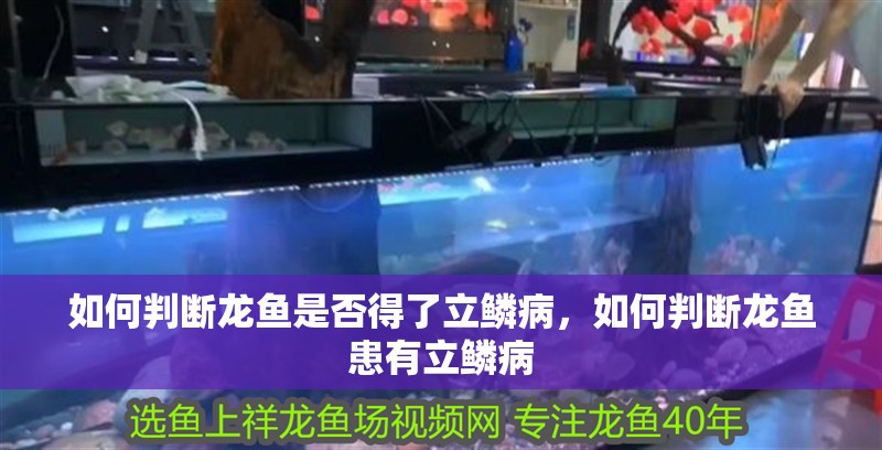 如何判斷龍魚是否得了立鱗病，如何判斷龍魚患有立鱗病