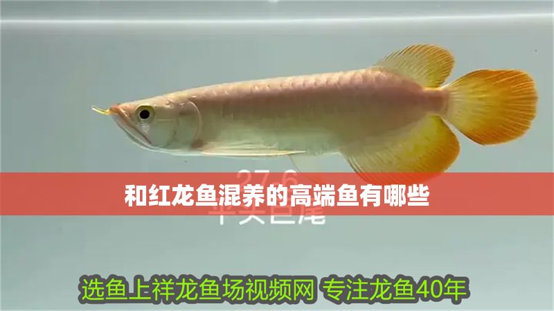 和紅龍魚混養的高端魚有哪些 和紅龍魚混養的高端魚有哪些 龍魚百科 第1張