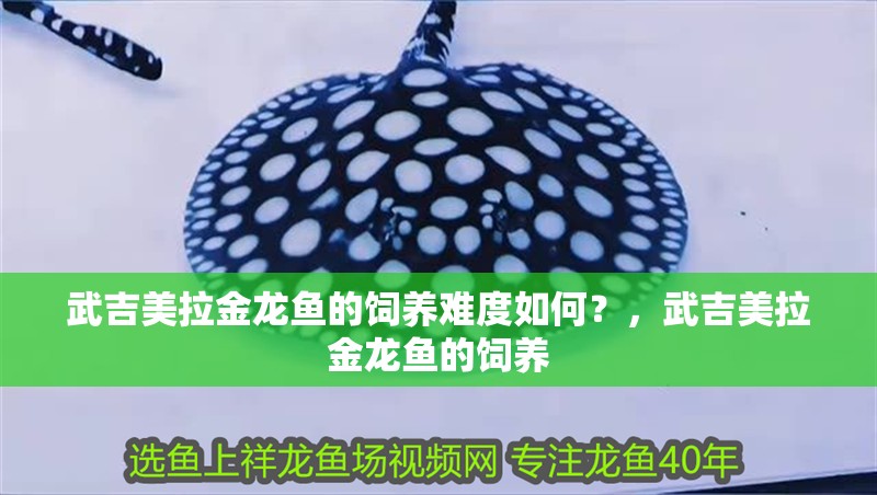 武吉美拉金龍魚的飼養(yǎng)難度如何？，武吉美拉金龍魚的飼養(yǎng)