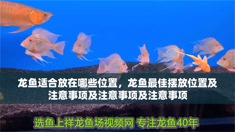 龍魚適合放在哪些位置，龍魚最佳擺放位置及注意事項(xiàng)及注意事項(xiàng)及注意事項(xiàng)