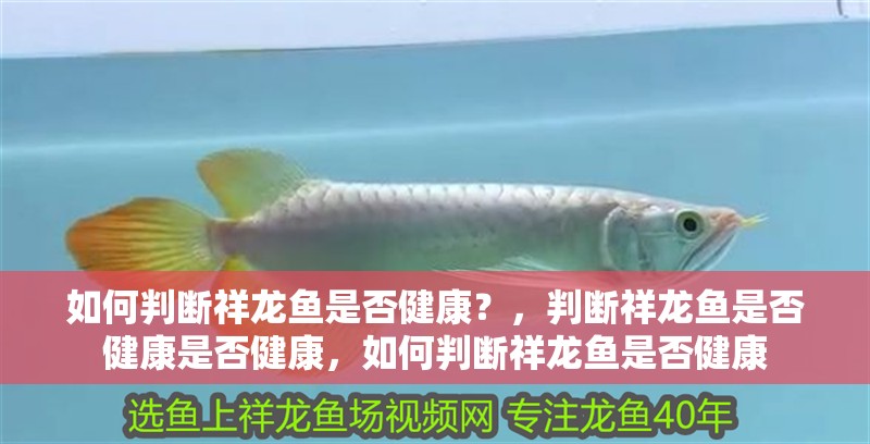 如何判斷祥龍魚是否健康？，判斷祥龍魚是否健康是否健康，如何判斷祥龍魚是否健康