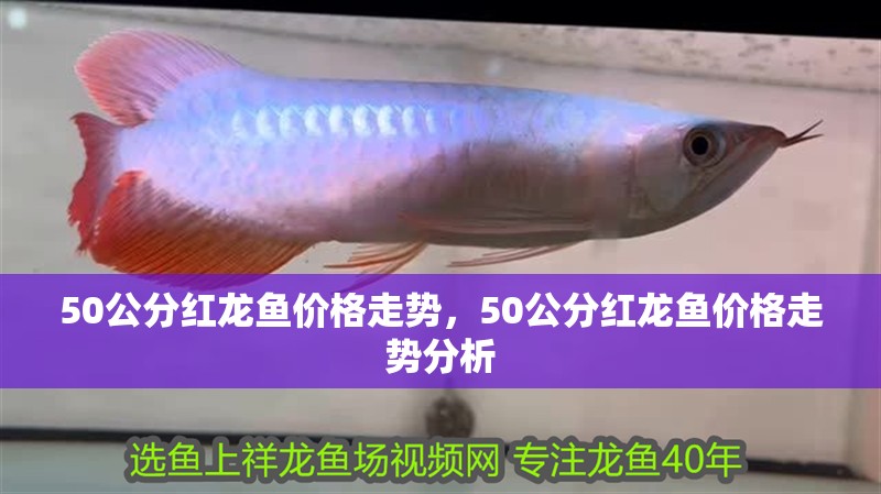 50公分紅龍魚價格走勢，50公分紅龍魚價格走勢分析