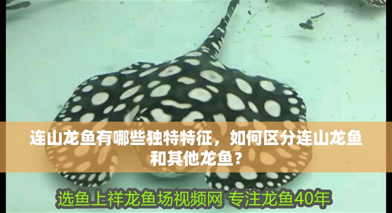 連山龍魚有哪些獨特特征，如何區(qū)分連山龍魚和其他龍魚？
