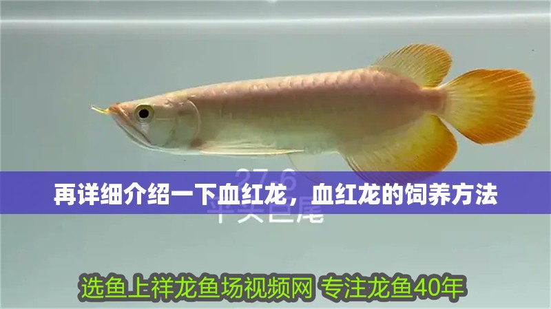再詳細介紹一下血紅龍，血紅龍的飼養方法