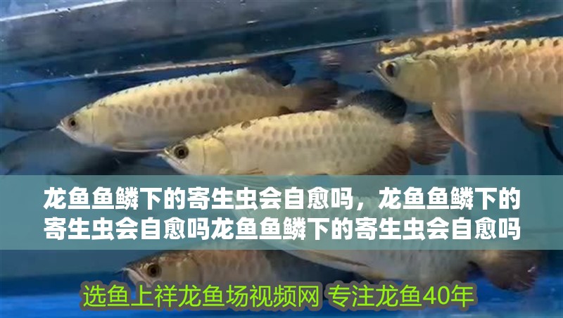 龍魚魚鱗下的寄生蟲會自愈嗎，龍魚魚鱗下的寄生蟲會自愈嗎龍魚魚鱗下的寄生蟲會自愈嗎