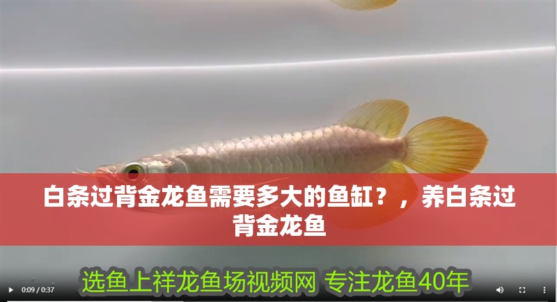 白條過背金龍魚需要多大的魚缸？，養白條過背金龍魚