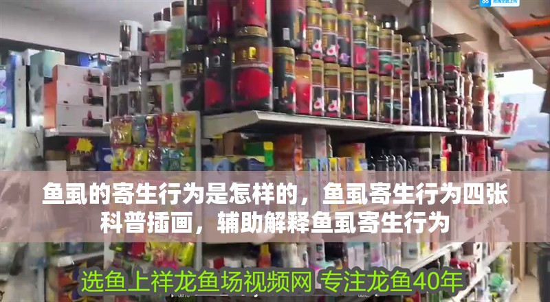 魚虱的寄生行為是怎樣的，魚虱寄生行為四張科普插畫，輔助解釋魚虱寄生行為