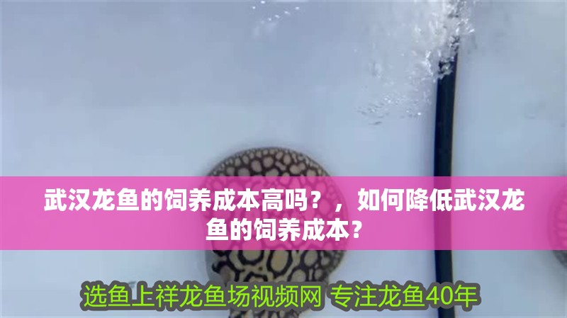 武漢龍魚的飼養(yǎng)成本高嗎？，如何降低武漢龍魚的飼養(yǎng)成本？