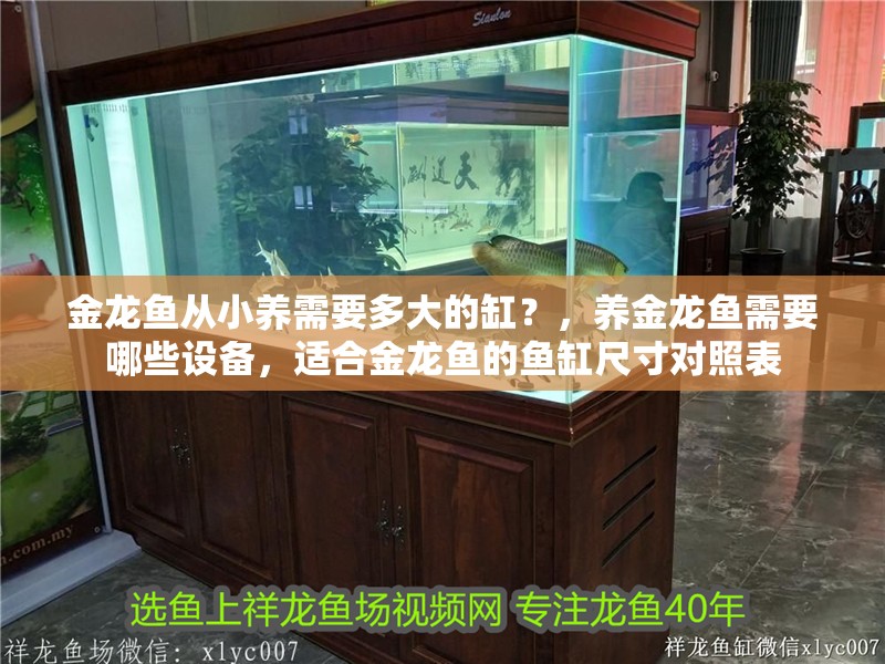 金龍魚從小養需要多大的缸？，養金龍魚需要哪些設備，適合金龍魚的魚缸尺寸對照表