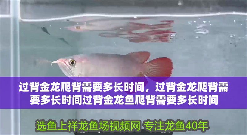 過背金龍爬背需要多長時間，過背金龍爬背需要多長時間過背金龍魚爬背需要多長時間