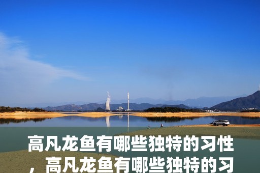 高凡龍魚有哪些獨特的習性，高凡龍魚有哪些獨特的習性，