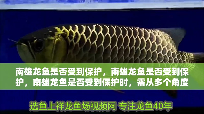 南雄龍魚是否受到保護，南雄龍魚是否受到保護，南雄龍魚是否受到保護時，需從多個角度分析