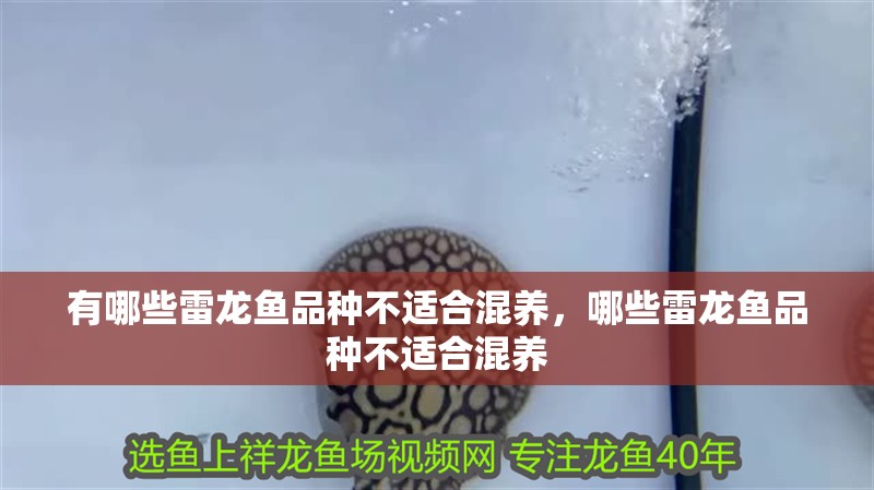 有哪些雷龍魚品種不適合混養，哪些雷龍魚品種不適合混養