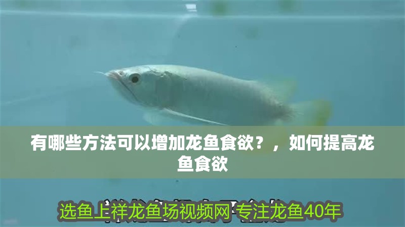 有哪些方法可以增加龍魚食欲？，如何提高龍魚食欲