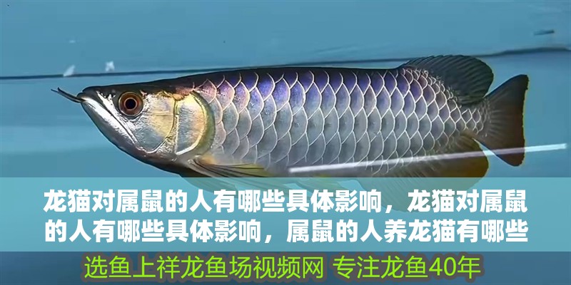 龍貓對(duì)屬鼠的人有哪些具體影響，龍貓對(duì)屬鼠的人有哪些具體影響，屬鼠的人養(yǎng)龍貓有哪些注意事項(xiàng)