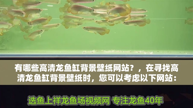 有哪些高清龍魚缸背景壁紙網(wǎng)站？，在尋找高清龍魚缸背景壁紙時，您可以考慮以下網(wǎng)站：