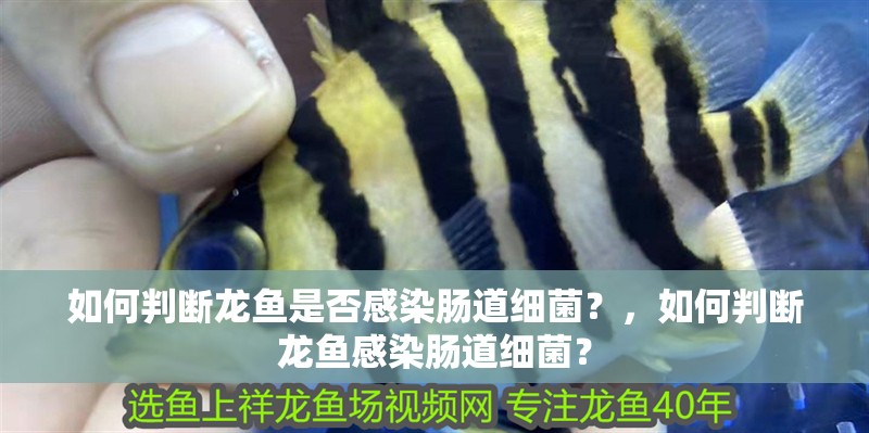 如何判斷龍魚是否感染腸道細菌？，如何判斷龍魚感染腸道細菌？