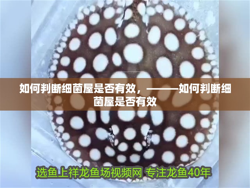 如何判斷細菌屋是否有效，———如何判斷細菌屋是否有效