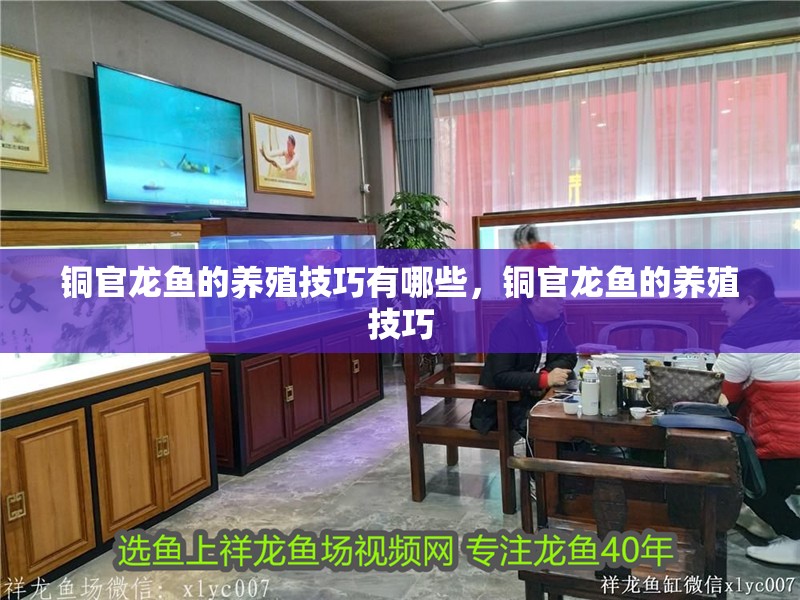 銅官龍魚的養殖技巧有哪些，銅官龍魚的養殖技巧
