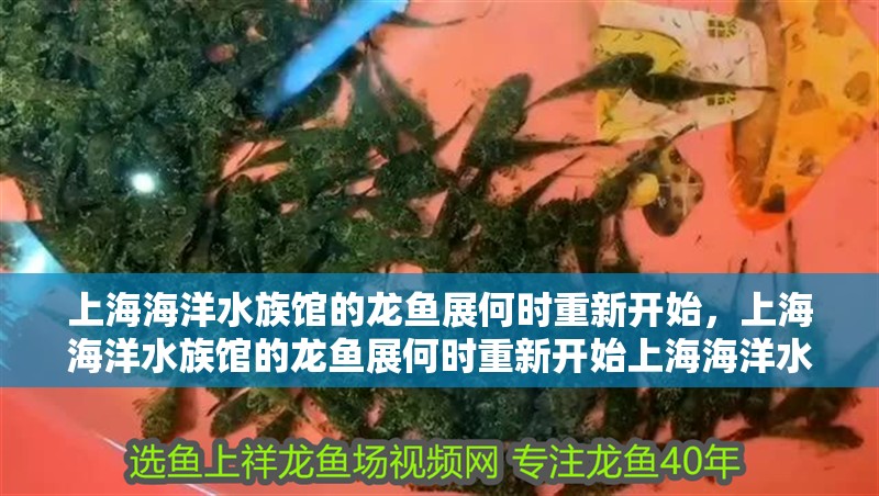 上海海洋水族館的龍魚展何時重新開始，上海海洋水族館的龍魚展何時重新開始上海海洋水族館龍魚展