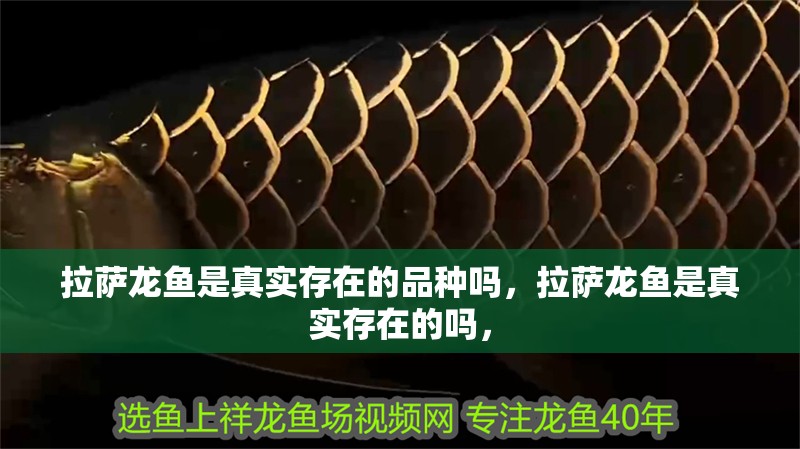 拉薩龍魚是真實(shí)存在的品種嗎，拉薩龍魚是真實(shí)存在的嗎，