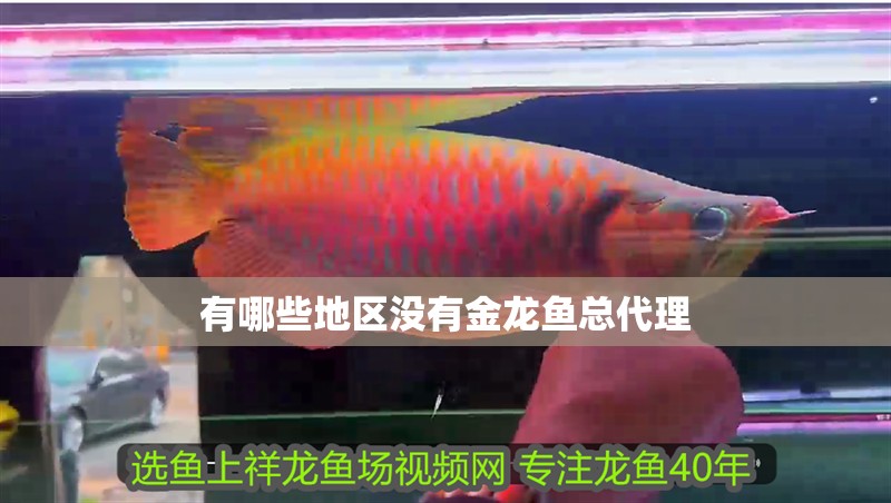 有哪些地區沒有金龍魚總代理