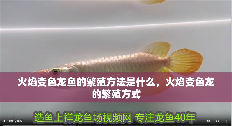 火焰變色龍魚的繁殖方法是什么，火焰變色龍的繁殖方式