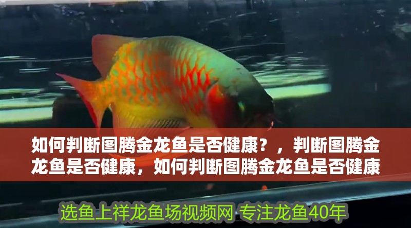 如何判斷圖騰金龍魚是否健康？，判斷圖騰金龍魚是否健康，如何判斷圖騰金龍魚是否健康