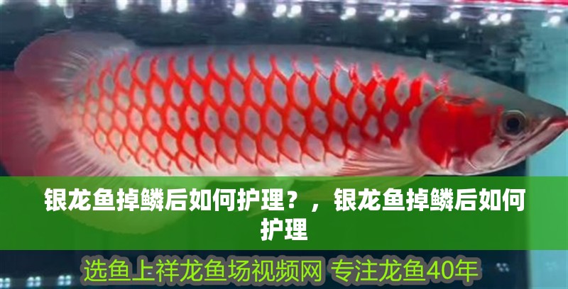 銀龍魚掉鱗后如何護理？，銀龍魚掉鱗后如何護理