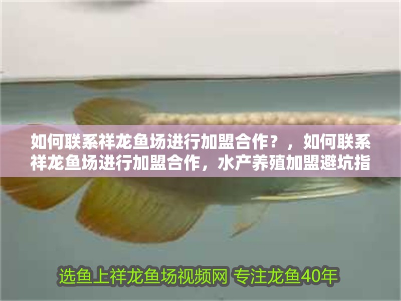 如何聯(lián)系祥龍魚(yú)場(chǎng)進(jìn)行加盟合作？，如何聯(lián)系祥龍魚(yú)場(chǎng)進(jìn)行加盟合作，水產(chǎn)養(yǎng)殖加盟避坑指南