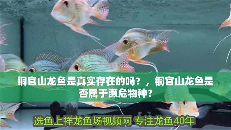 銅官山龍魚是真實存在的嗎？，銅官山龍魚是否屬于瀕危物種？