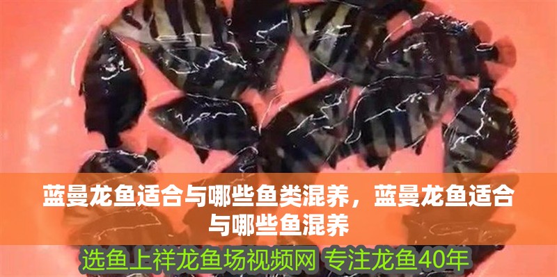 藍曼龍魚適合與哪些魚類混養，藍曼龍魚適合與哪些魚混養