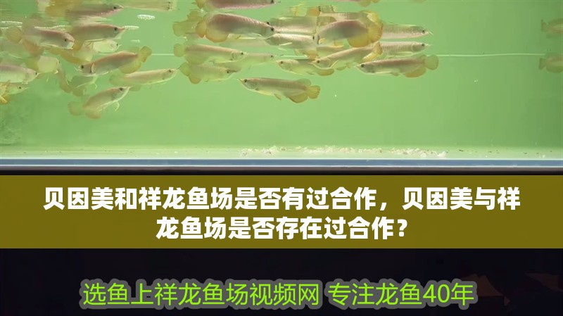 貝因美和祥龍魚場(chǎng)是否有過合作，貝因美與祥龍魚場(chǎng)是否存在過合作？