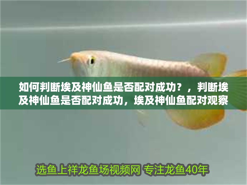 如何判斷埃及神仙魚是否配對成功？，判斷埃及神仙魚是否配對成功，埃及神仙魚配對觀察記錄表