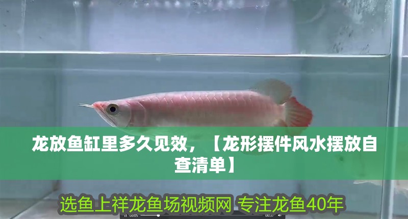 龍放魚缸里多久見效，【龍形擺件風水擺放自查清單】