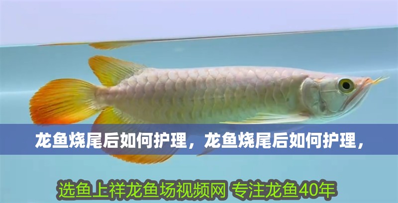 龍魚燒尾后如何護理，龍魚燒尾后如何護理，