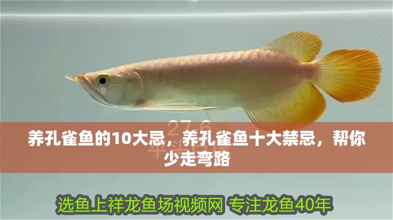 養孔雀魚的10大忌，養孔雀魚十大禁忌，幫你少走彎路
