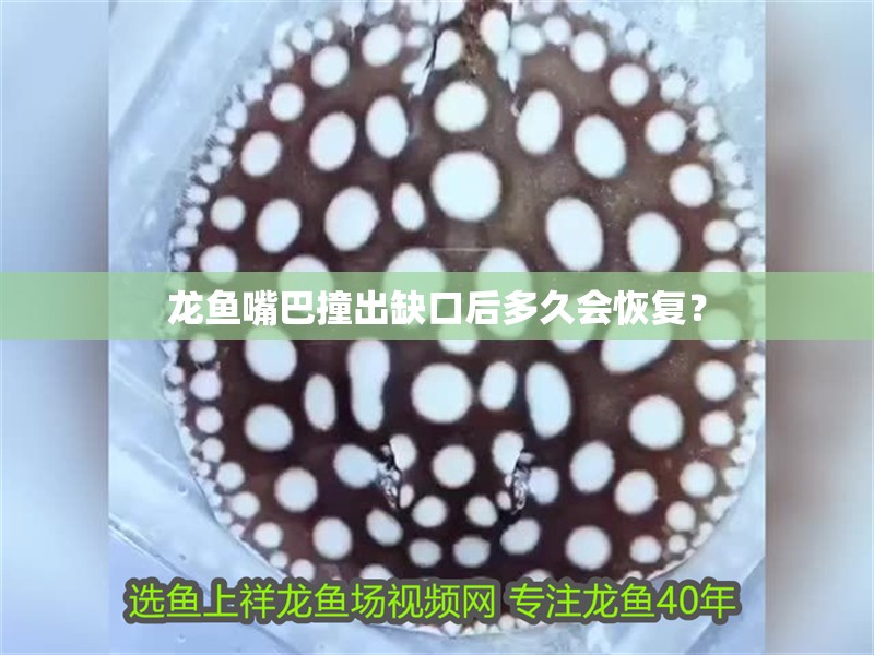 龍魚嘴巴撞出缺口后多久會恢復？